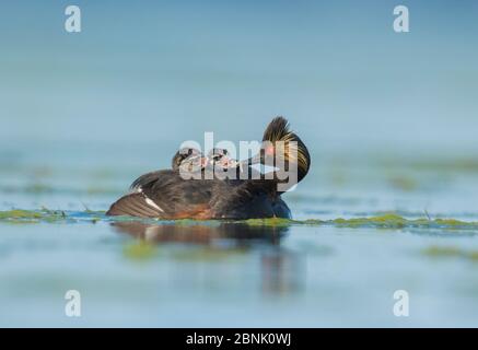 Eared grebes (Podiceps nigricollis), adult feeds a damselfly nymph to one of two chicks riding on its back, Bowdoin National Wildlife Refuge, Montana, Stock Photo