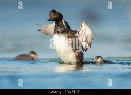 Eared grebes (Podiceps nigricollis), adult flapping its wings, two chicks in the water nearby, Bowdoin National Wildlife Refuge, Montana, USA Stock Photo