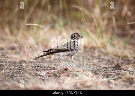 Dusky lark (Pinarocorys nigricans) Kruger National Park, South Africa. Stock Photo