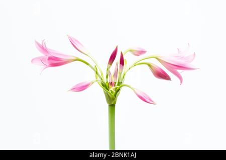 Crinum lily (Crinum sp), Gauteng, South Africa Stock Photo