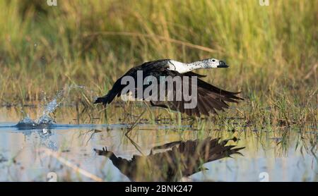 Comb duck (Sarkidiornis melanotos) non-breeding male takes off from Chobe river, Botswana. Stock Photo