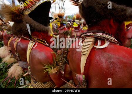 Huli 'singsing' dance ceremony. Huli wigmen wearing human hair wigs and feathers of various birds of paradise and other bird species.Tari Valley, Sout Stock Photo