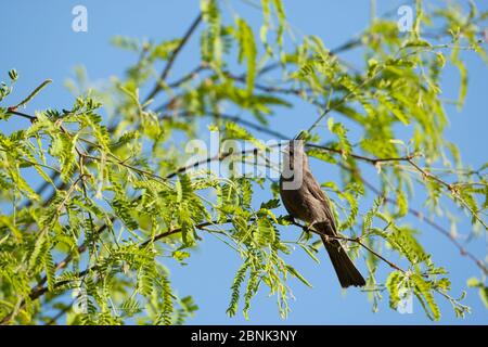 Northern phainopepla (Phainopepla nitens) female in tree, Madera Canyon, USA. April. Stock Photo