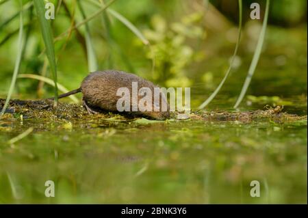 Young Water Vole (Arvicola amphibius), Kent, UK Stock Photo