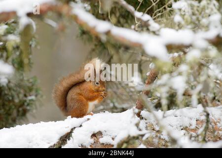 Red squirrel (Sciurus vulgaris) sitting on snow covered branch, Black Isle, Scotland, UK. February Stock Photo