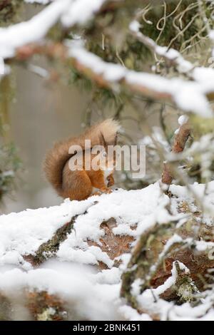 Red squirrel (Sciurus vulgaris) sitting on snow covered branch, Black Isle, Scotland, UK. February Stock Photo