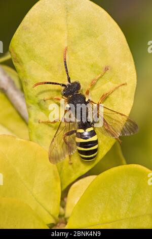 Gooden's nomad bee (Nomada goodeniana) On privet Brockley , Lewisham, London. April. Stock Photo