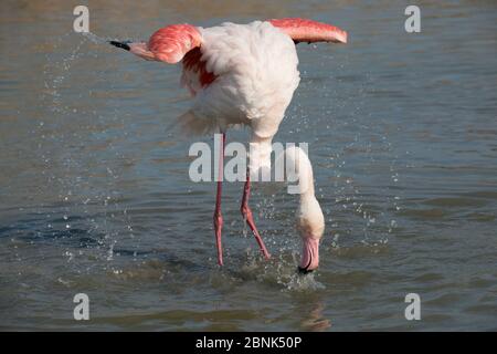 Greater flamingo (Phoenicopterus roseus) bathing, Camargue, France, March. Stock Photo
