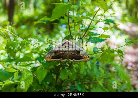 huge butterfly Saturnia pyri on a green leaves Stock Photo