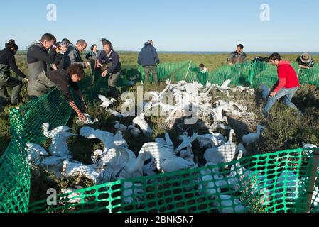 Conservationists ringing Spoonbills (Platalea leucorodia) Saintes-Maries de la mer, Tour du valat, Camargue, France, May 2016. Stock Photo