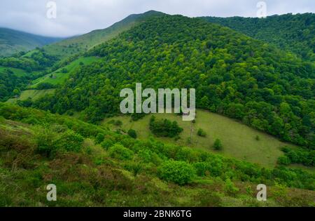 Forested  hillside in Tuneles de la Engana, Vega de Pas, Valles Pasiegos, Cantabria, Spain, Europe. May 2015. Stock Photo