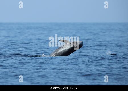 Risso's dolphin (Grampus griseus) breaching, Oman, November Stock Photo