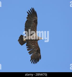 Steppe eagle (Aquila nipalensis) adult in flight, Oman, November Stock Photo