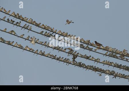 House sparrows (Passer domesticus) large flock perched on wires with a single Common myna, Oman, December Stock Photo
