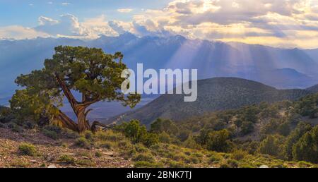 Juniper (Juniperus californica) ancient tree,  and landscape of Sierra and Owens Valley, California, USA, May 2016. Stock Photo