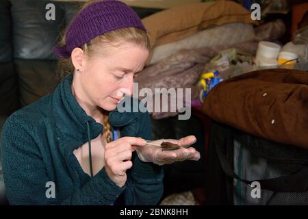 Samantha Pickering feeding a rescued abandoned Soprano pipistrelle bat pup (Pipistrellus pygmaeus) with goat's milk from a pipette, North Devon Bat Ca Stock Photo