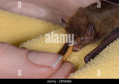 Samantha Pickering feeding a rescued abandoned Soprano pipistrelle bat pup (Pipistrellus pygmaeus) with a mealworm, North Devon Bat Care, Barnstaple, Stock Photo