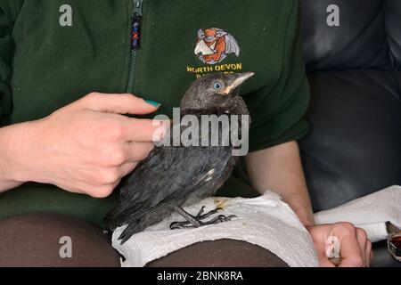 Samantha Pickering stroking a rescued abandoned Jackdaw chick (Corvus monedula) after feeding it, North Devon Bat Care, Barnstaple, Devon, UK, June. M Stock Photo