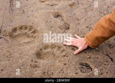 Polar bear (Ursus arctos) footprints with human hand for scale, Labrador, Canada. June 2010 Stock Photo