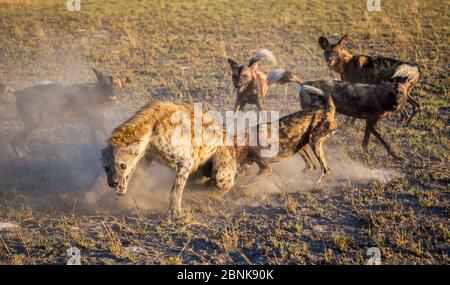 Wild dogs (Lycaon pictus), harassing spotted hyena (Crocuta crocuta), Liuwa Plains National Park, Zambia. Stock Photo