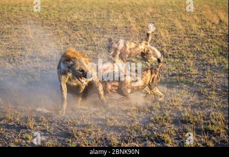 Wild dogs (Lycaon pictus), harassing spotted hyena (Crocuta crocuta), Liuwa Plains National Park, Zambia. Stock Photo