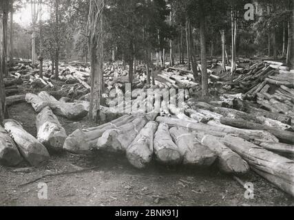 Timber logging forestry in Burma c. early 20th century Stock Photo