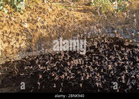 Thousands of Mexican free-tailed bats (Tadarida brasiliensis) emerging from Bracken Cave, Texas. Bracken Cave is the summertime home of over 15 milion Stock Photo