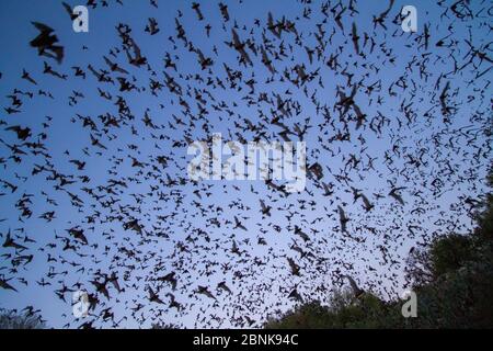 Mexican free tailed bats, (Tadarida brasiliensis), leaving Bracken Cave, Texas. Bracken Cave is the summertime home of over 15 milions bats, making it Stock Photo