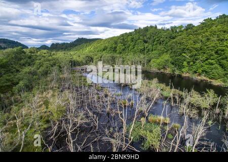 Wetland habitat created by European beavers (Castor fiber) in Dubh Loch as part of the Scottish Beaver Trial, Knapdale Forest, Argyll and Bute, Scotla Stock Photo