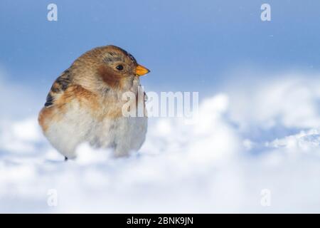 Snow bunting (Plectrophenax nivalis) standing on snow, Cairngorm Mountain, Cairngorms National Park, Scotland, UK, February 2014. Stock Photo