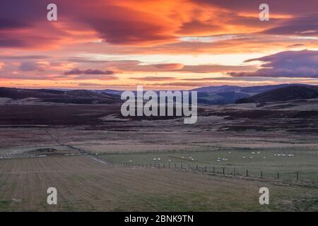 Mosaic of agricultural land, forestry and moorland at sunrise, Aberdeenshire, Scotland, UK, December 2015. Stock Photo