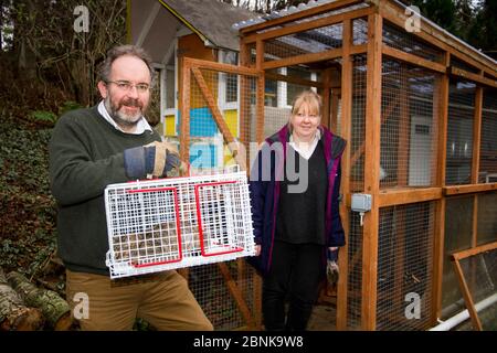 People posing with Scottish wildcat (Felis silvestris grampia) cross Feral cat (Felis catus) hybrid in cage following neutering, Aberdeenshire, Scotla Stock Photo