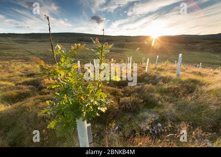 Oak sapling (Quercus robor) growing in tree guard on newly planted area of woodland protected by deer fence, near Duthil, Cairngorms National Park, Sc Stock Photo