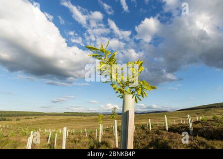 Oak sapling (Quercus robor) growing in tree guard on newly planted area of woodland protected by deer fence, near Duthil, Cairngorms National Park, Sc Stock Photo