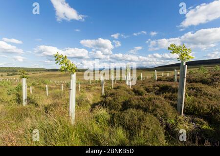 Oak sapling (Quercus robor) growing in tree guard on newly planted area of woodland protected by deer fence, near Duthil, Cairngorms National Park, Sc Stock Photo