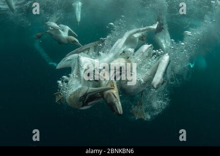 Gannets (Morus bassanus) diving to feed on discarded fish, Shetland, Scotland, UK, April. Stock Photo