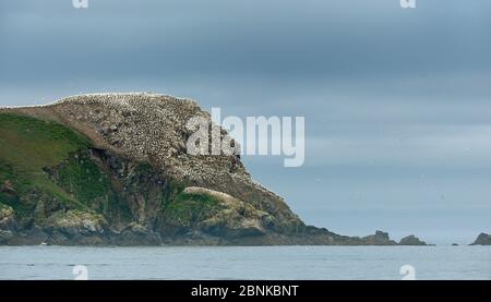 Northern gannet (Morus bassanus) colony at Les Sept Iles, Perros Guirec, Brittany, France, June. Stock Photo