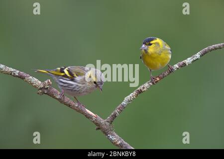 Eurasia siskin (Carduelis spinus) male female pair, Loire Atlantique, France, March Stock Photo