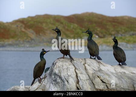 European shag (Phalacrocorax aristotelis) group of four resting on the coast, Hornoya Island, Norway, May. Stock Photo