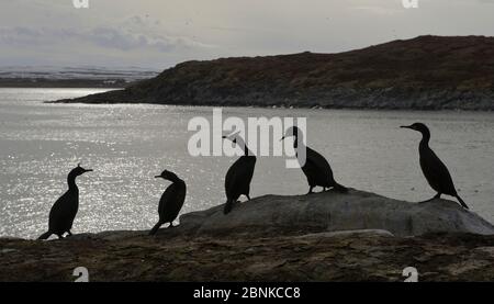 European shag (Phalacrocorax aristotelis) group resting on the coast, Hornoya Island, Norway, May. Stock Photo
