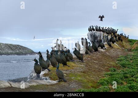 European shag (Phalacrocorax aristotelis) group resting on the coast, Hornoya Island, Norway, May. Stock Photo