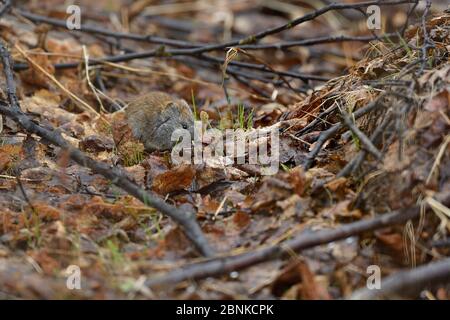 Grey red-backed vole (Myodes rufocanus) Varenger, Norway, May. Stock Photo