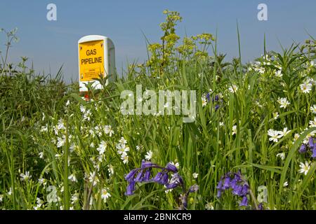 Bank of Oxeye daisies (Oxalis sp) and Bluebells (Hyancinthoides)  in which major gas pipeline runs Norfolk, UK, May. Stock Photo