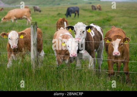 Mixed breed beef calves in pasture, Cley, Norfolk, UK, June. Stock Photo