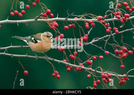 Chaffinch (Fringilla coelebs) male on hawthorn berries, England, UK, November. Stock Photo