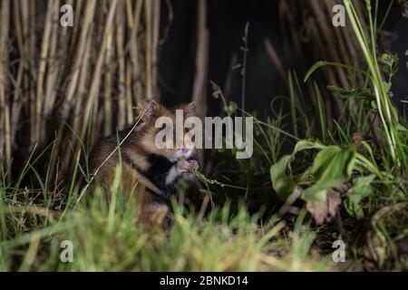 European hamster (Cricetus cricetus) adult female, feeding on flowers of Broadleaf plantain (Plantago major), captive Stock Photo