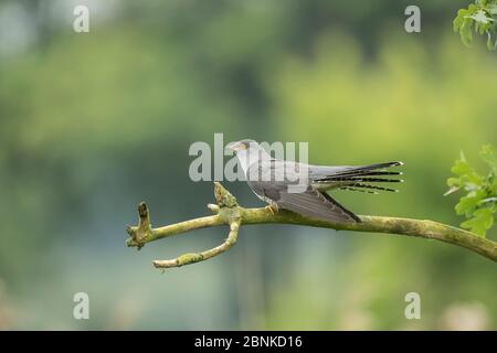 Common cuckoo (Cuculus canorus), male, sitting on a branch, Braunschweig, Lower Saxony, Germany, May. Stock Photo