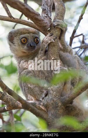 Western woolly lemur (Avahi occidentalis) alert individual up tree, Ankarafantsika National Park, Madagascar Stock Photo