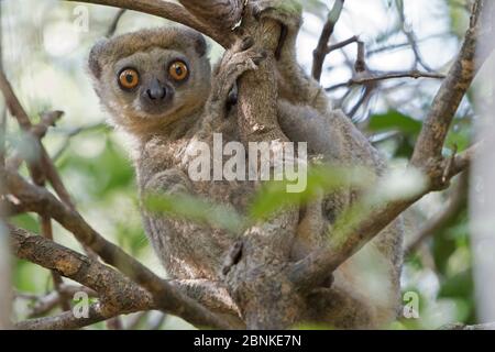 Western woolly lemur (Avahi occidentalis) alert individual up tree, Ankarafantsika National Park, Madagascar Stock Photo