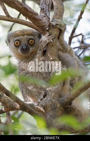 Western woolly lemur (Avahi occidentalis) alert individual up tree, Ankarafantsika National Park, Madagascar Stock Photo